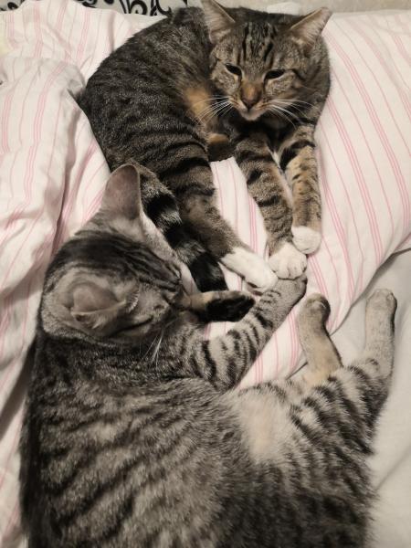 Rocky i Mimi