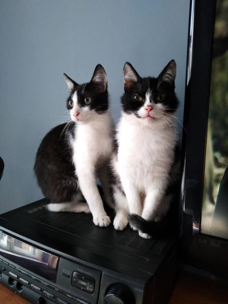 Rubo i Chudy