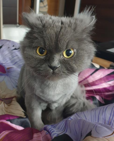 Fifi