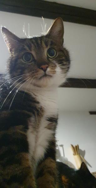 Megi