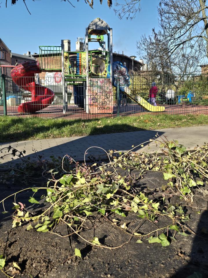 Skwer przy ul. Łagiewnickiej zyskał nowe nasadzenia! - fotoreportaż