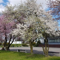 Wiosna na Skałce