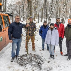 Drzewko dla Organizacji