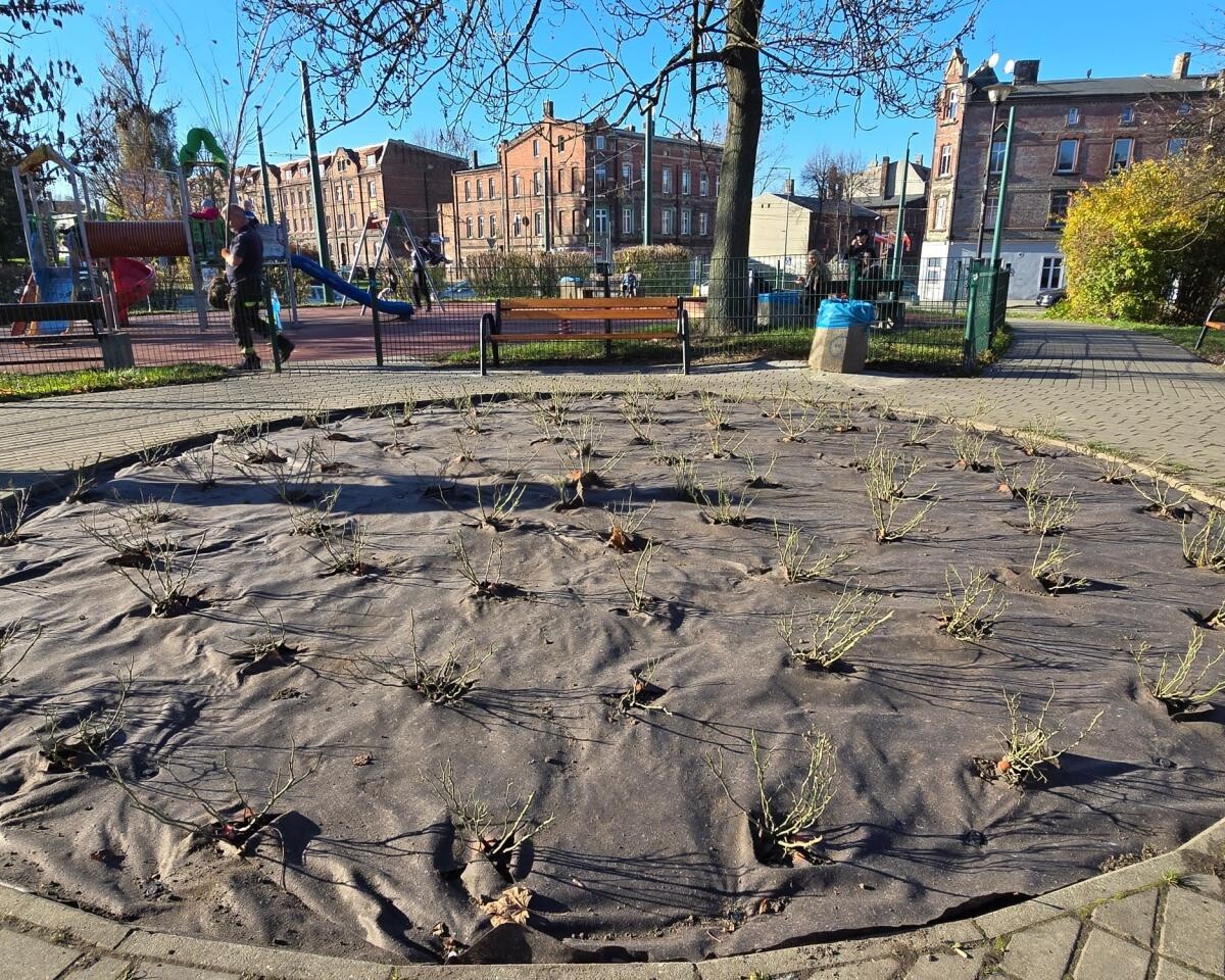 Zielona inwestycja na chropaczowskim skwerze! / fot. UM Świętochłowice