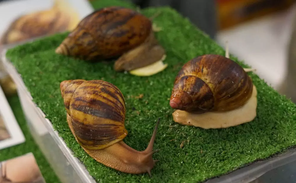 Giełda Terrarystyczna Świętochłowice: mało spotykane ślimaki na targach zwierząt egzotycznych