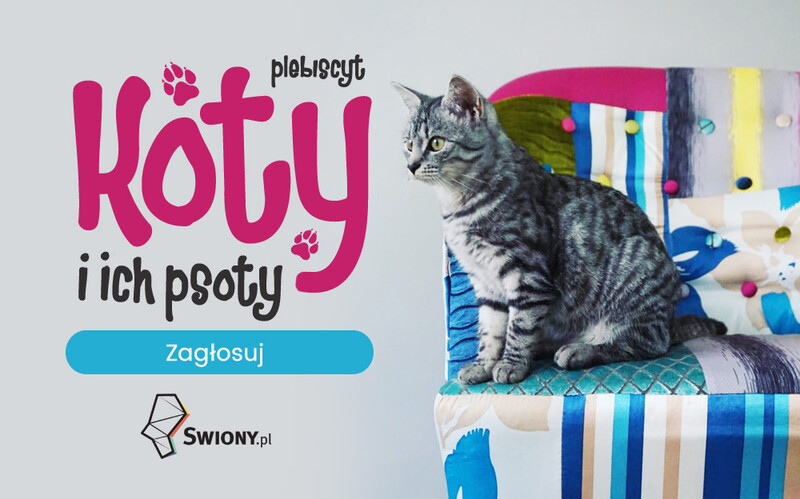 Koty i ich psoty 2021 - zagłosuj w plebiscycie na najfajniejszego kota Świętochłowic
