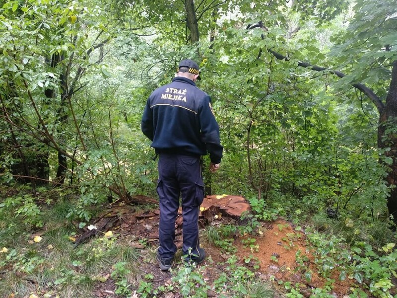 Ktoś w Lasku Chropaczowskim wycinał nielegalnie drzewa - sprawca poszukiwany