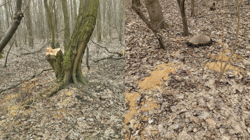 Nielegalna wycinka drzew w Dolinie Lipinki