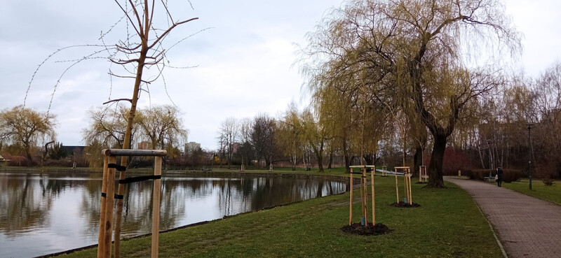 Nowe nasadzenia i remonty na Skałce