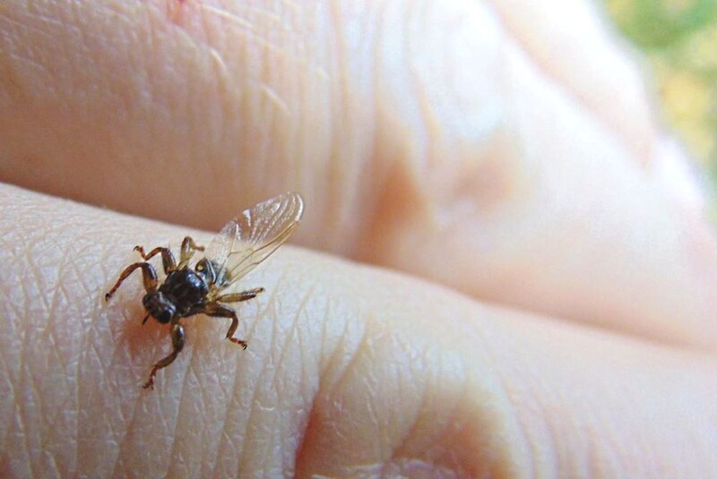 Plaga „latających kleszczy”. Jak mogą nam zagrażać?