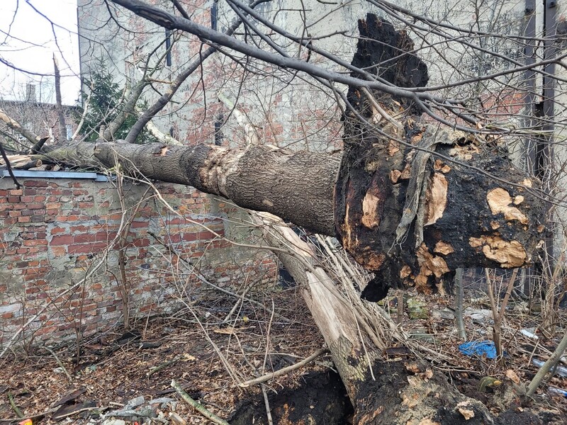 Podsumowanie skutków silnego wiatru. Jak sytuacja wyglądała w Świętochłowicach?