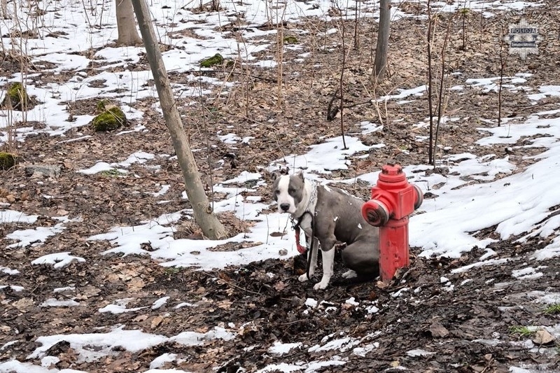 Porzucił psa, przywiązując go do hydrantu. 46-letni świętochłowiczanin usłyszał zarzuty