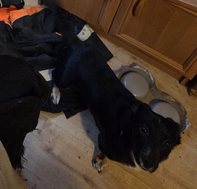 Przywiązał psa do kaloryfera i opuścił wynajmowany lokal. 22-latek odpowie za znęcanie się