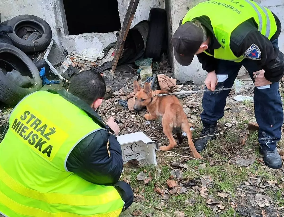 Strażnicy miejscy znaleźli psa w piwnicy opuszczonego domu przy ul. Bytomskiej/ fot. Straż Miejska w Świętochłowicach