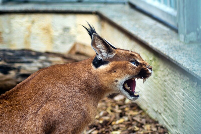 Świętochłowice chcą adoptować zwierzę ze śląskiego ZOO. Decyzja należy do mieszkańców