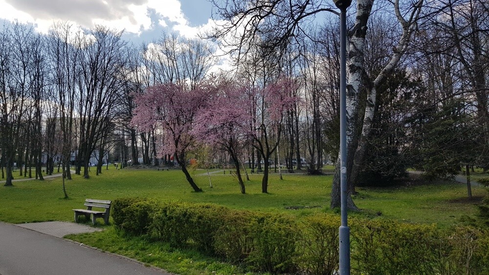 W tym roku wiosna jest wyjątkowo nieśpieszna, ale można zaobserwować pierwsze jej oznaki. Rozkwitające pąki, zieleńsza trawa, ożywienie wśród fauny - do Świętochłowic w końcu nieśmiało zawitała wiosna. Zobaczcie, jak powoli budzi się do życia przyroda na terenie OSiR "Skałka". 