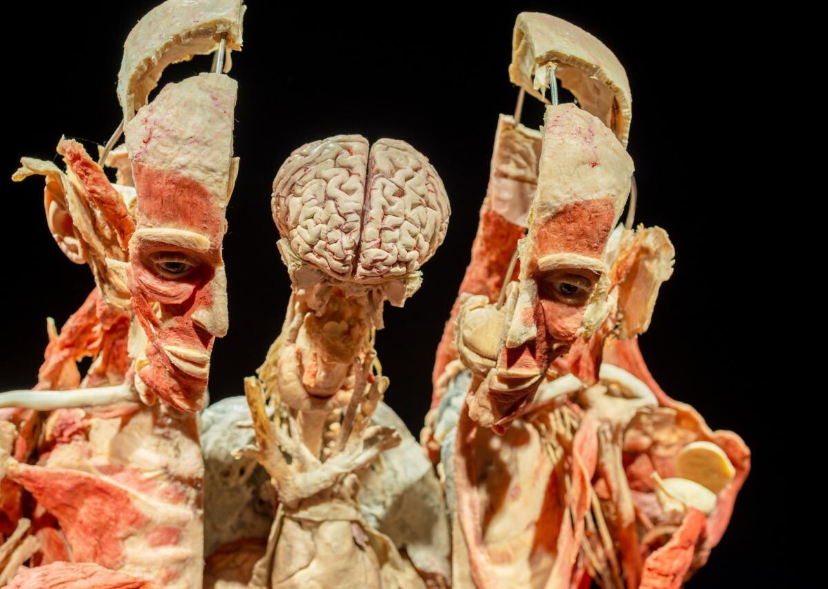 Wystawa BODY WORLDS powraca do Katowic z now&#261; ekspozycj&#261;!