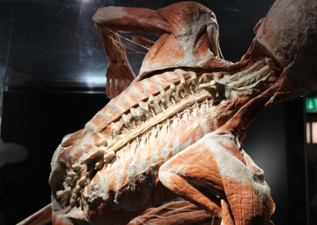BODY WORLDS - najliczniej odwiedzana wystawa świata po 6 latach powraca do Katowic!