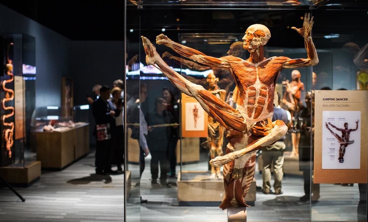 BODY WORLDS - najliczniej odwiedzana wystawa świata po 6 latach powraca do Katowic!