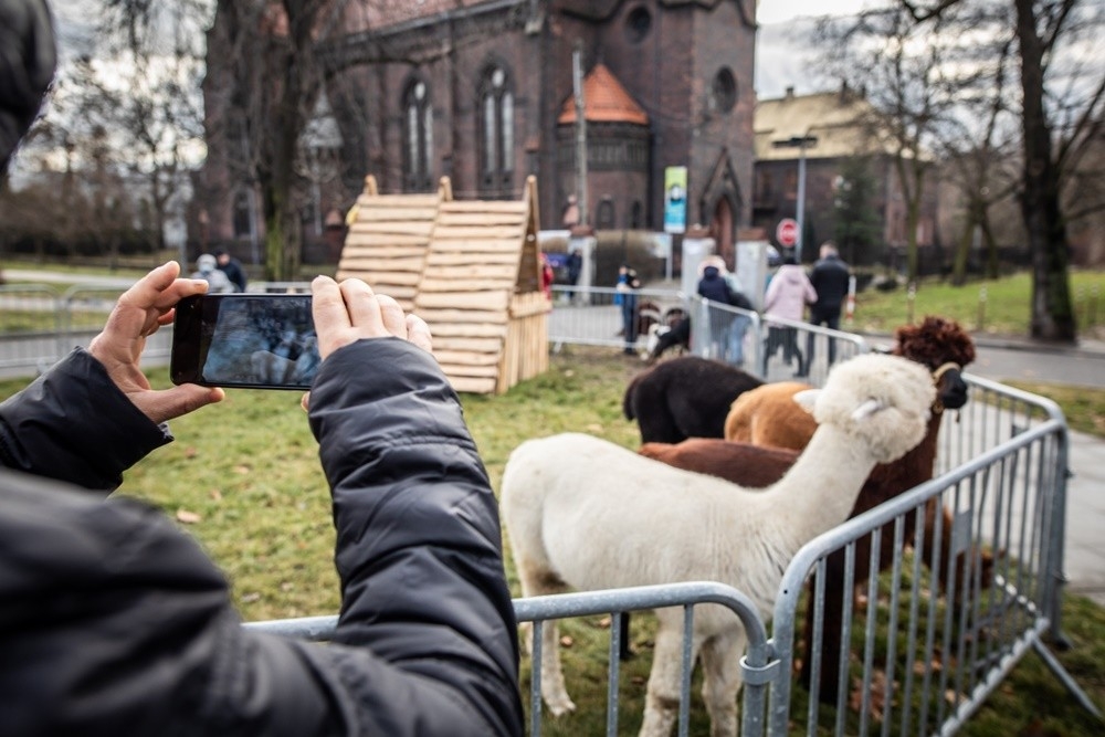 &#379;ywa szopka przyci&#261;ga t&#322;umy mieszka&#324;ców &#346;wi&#281;toch&#322;owic